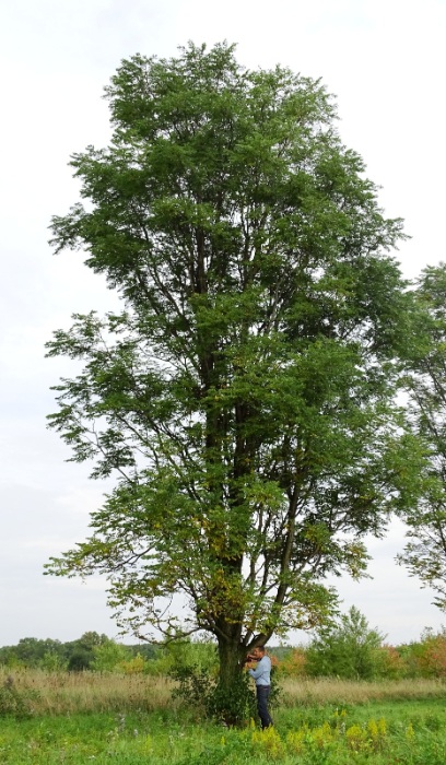 GYMNO SKINNY LATTE COFFEE 2"BB