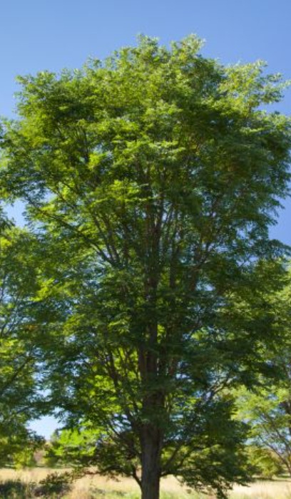 GYMNO TRUE NORTH COFFEE 1.75" BB