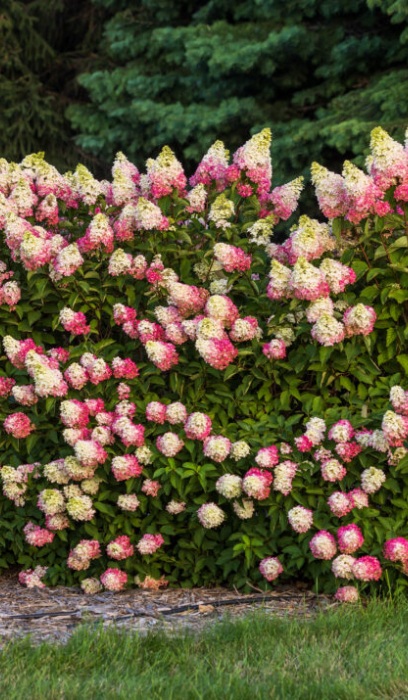 HYDRA PAN BERRY WHITE #10 TF FE