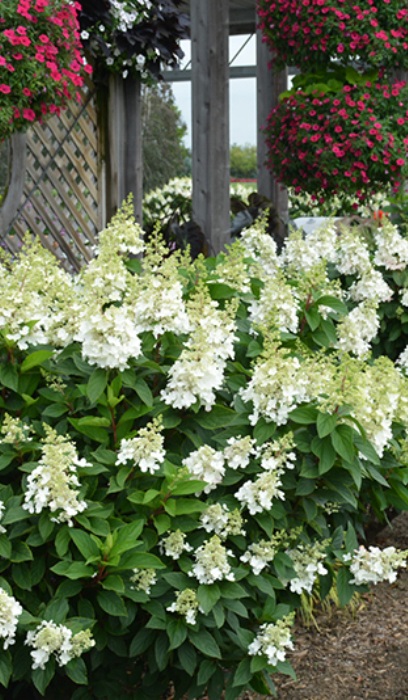 HYDRA PAN FIRE LIGHT #10 TF PW