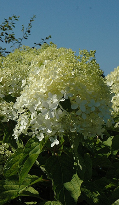 HYDRA PAN PHANTOM #10 TF