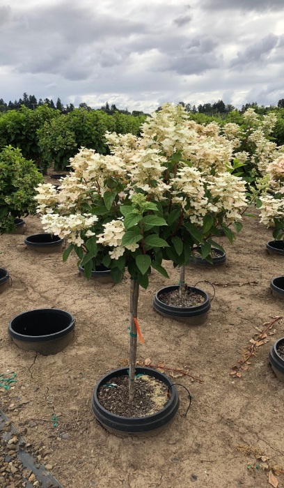 HYDRA PAN QUICK FIRE 1.5"OR30"BB