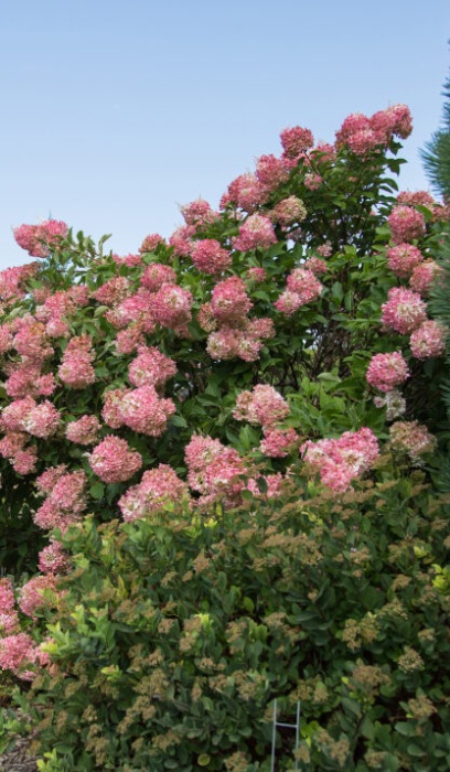 HYDRA PAN VANILLA STRAW #10TF FE