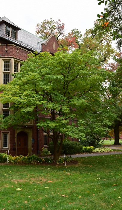 MAACKIA AMURENSIS #20