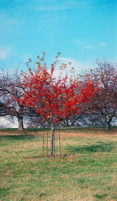 MALUS RED JEWEL CRAB 2.5"BB