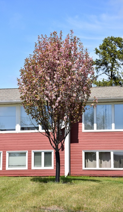 MALUS REJOICE CRAB #7