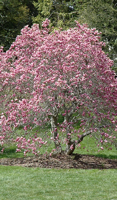 MAGNOLIA X ANN 5'CLPBB