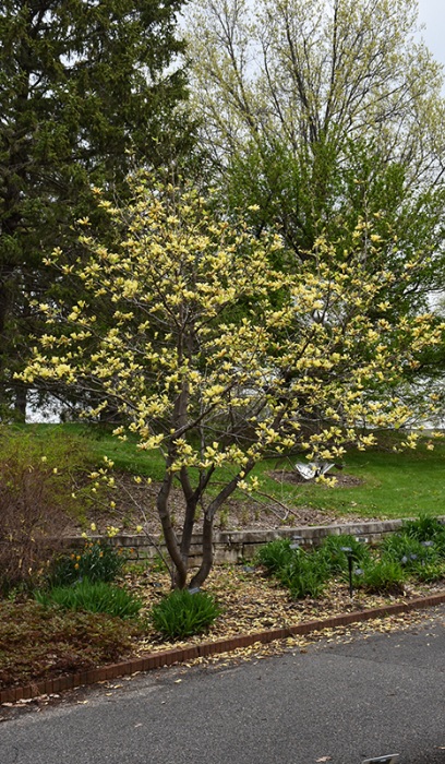 MAGNOLIA BUTTERFLIES #10 TF