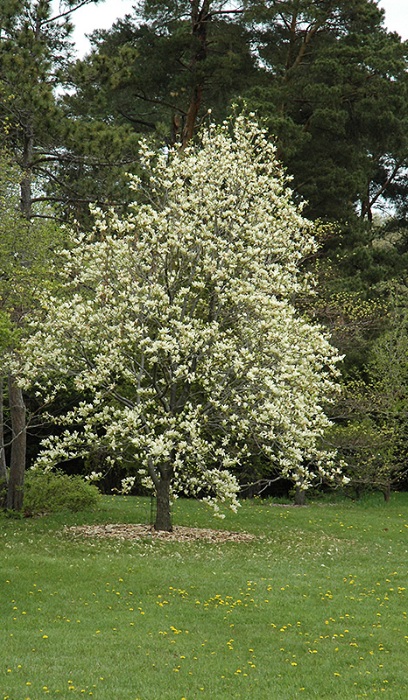 MAGNOLIA X ELIZABETH #7 TF