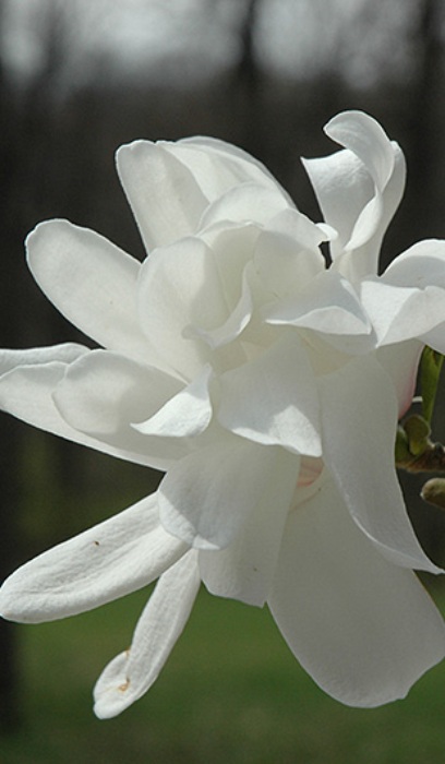 MAGNOLIA SPRING WELCOME #10 CLP