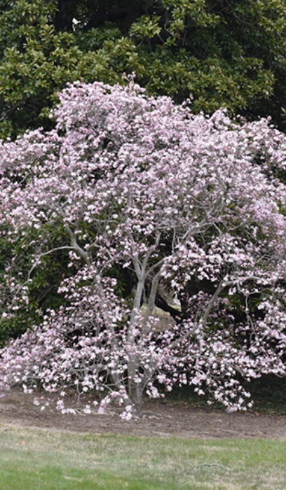 MAGNOLIA LOE LEONARD MSL #10 CLP