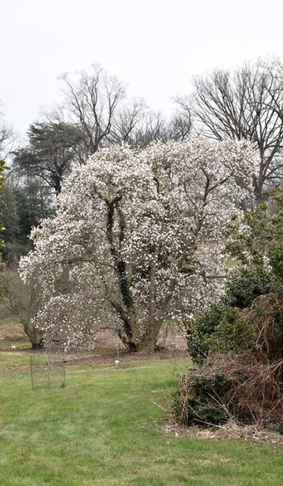 MAGNOLIA LOE MERRILL #10 TF