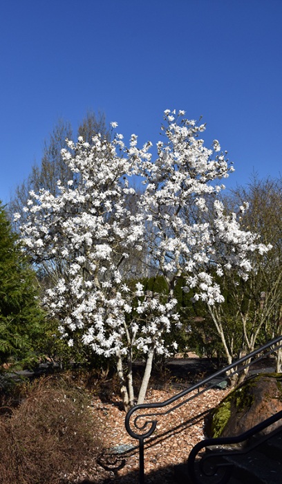 MAGNOLIA ROYAL STAR #25 CLP