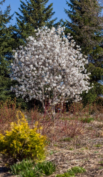 MAGNO STE CENTENNIAL BLUSH#10CLP
