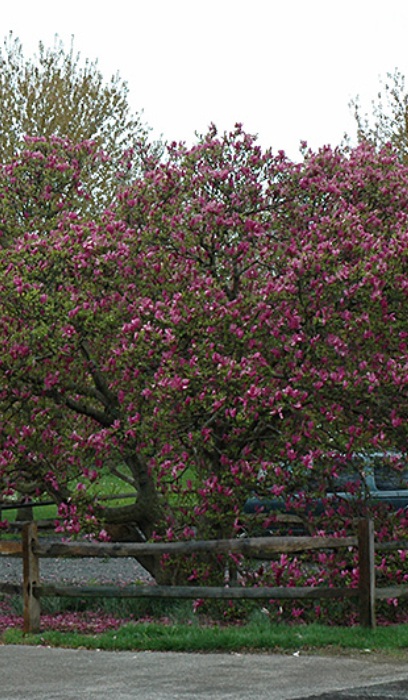 MAGNOLIA SUSAN #5 CLP