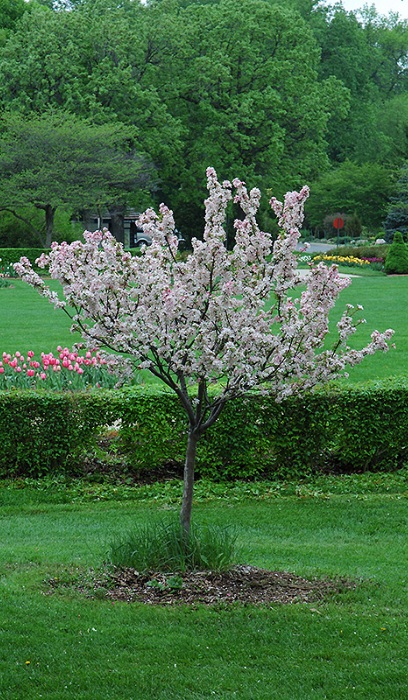 MALUS CORALBURST CRAB 1.75"BB