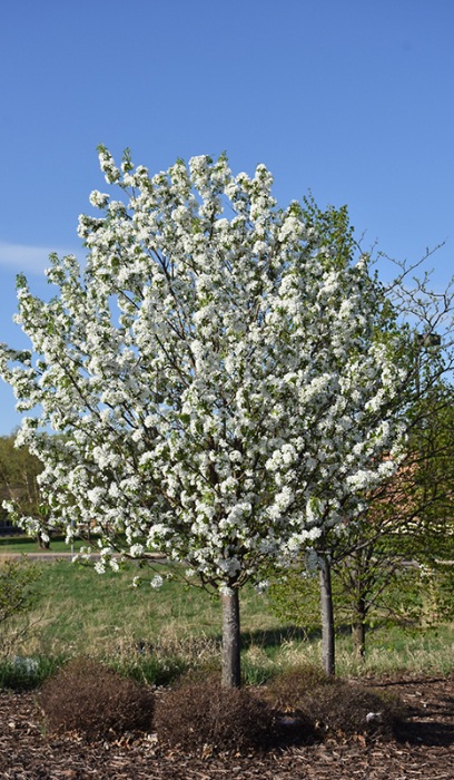 MALUS DOLGO CRAB #15