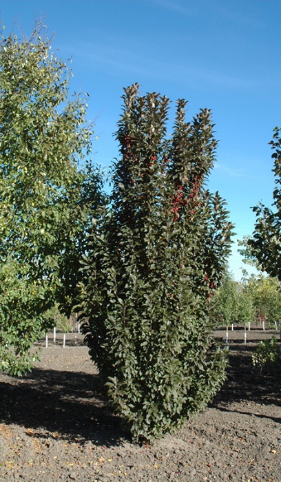 MALUS EMERALD SPIRE CRAB #20