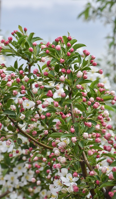 MALUS SAR FIREBIRD CRAB #20