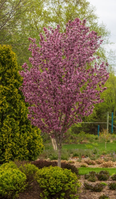 MALUS GLADIATOR CRAB #7 FE