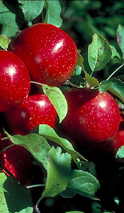 MALUS HARALSON APPLE 1.75" BB