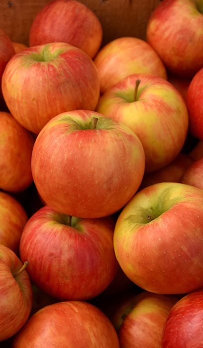 MALUS HONEYCRISP APPLE 2"BB