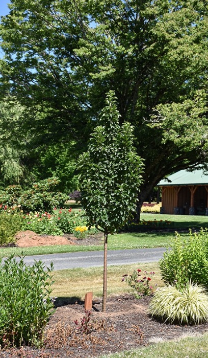 MALUS IVORY SPEAR #10