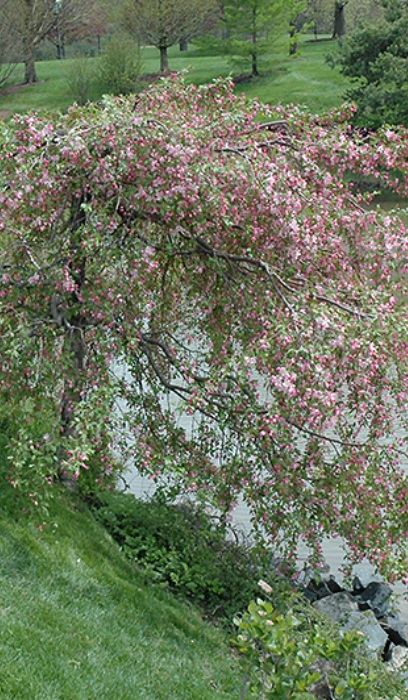 MALUS LOUISA CRAB #20