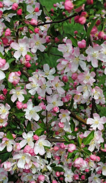 MALUS PINK SPARKLES CRAB 2"BB