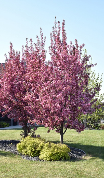 MALUS PINK SPIRES CRAB #10