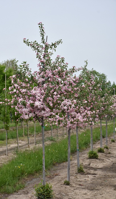 MALUS PRAIRIE ROSE 1.75"BB