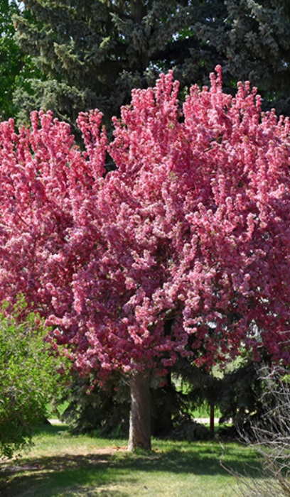 MALUS PRAIRIEFIRE CRAB #15