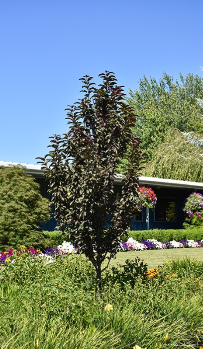 MALUS RASPBERRY SPEAR 2" BB