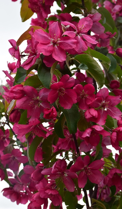 MALUS RED BARRON CRAB #10