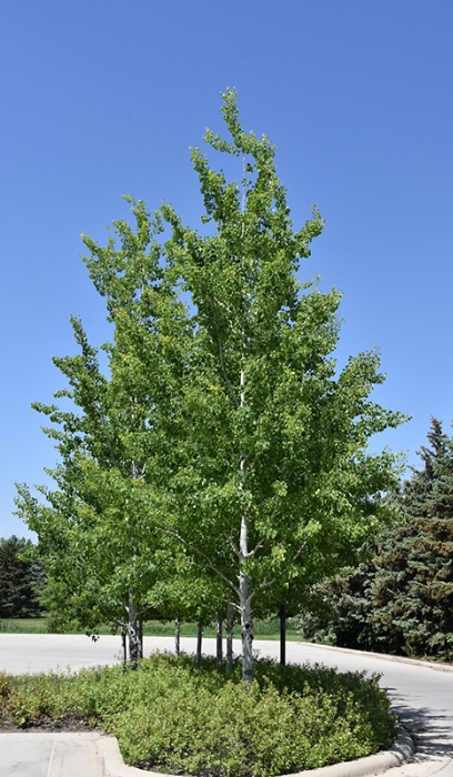 POPUL TRE PRAIRIE GOLD #10