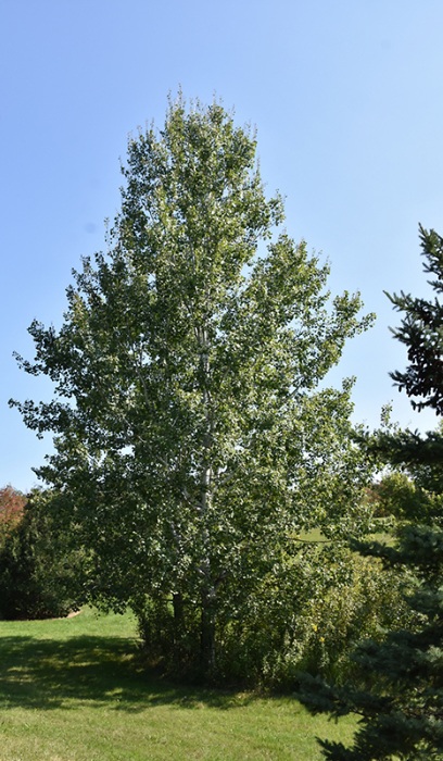 POPUL TRE QUAKING ASPEN #10 TF