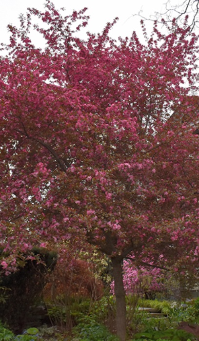 MALUS ROYAL RAINDROPS CRAB #7