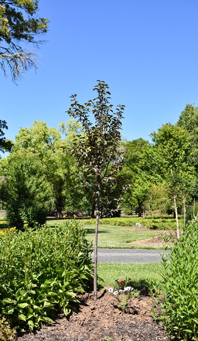 MALUS RUBY DAYZE 1.75" BB