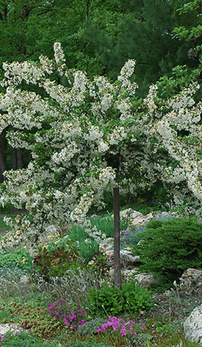 MALUS SAR TINA CRAB 2"BB