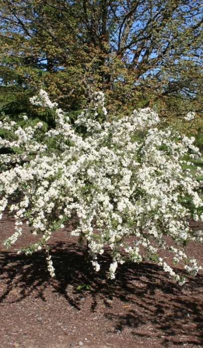 MALUS SAR WEEPING TINA #20