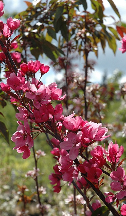 MALUS SHOWTIME CRAB #15