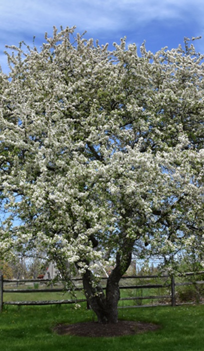 MALUS SNOWDRIFT CRAB #15