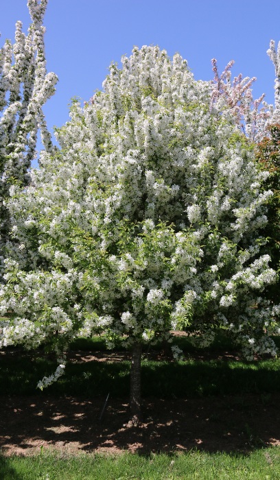 MALUS SNOW CRYSTAL 1.75"BB