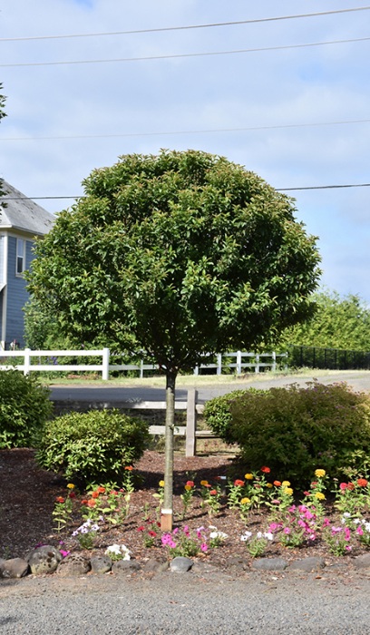 MALUS SPARKLING SPRITE 1.5" BB