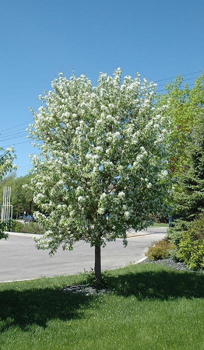 MALUS SPRING SNOW CRAB 2.5"BB