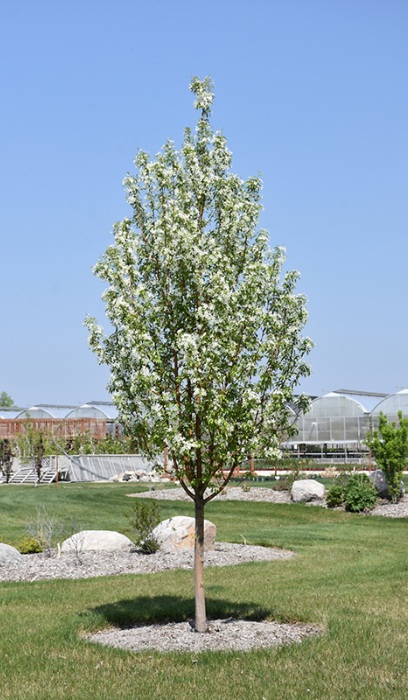 MALUS STARLITE CRAB 2"BB