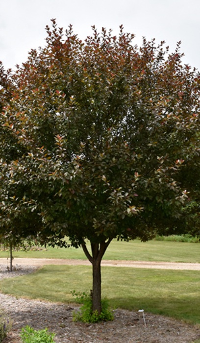 MALUS VELVET PILLAR CRAB 2"BB