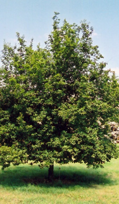 OSTRYA VIR IRONWOOD #10