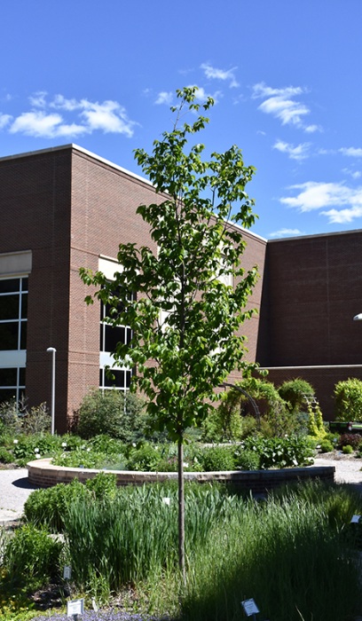 OSTRYA VIR AUTUMN TREASURE1.5"BB