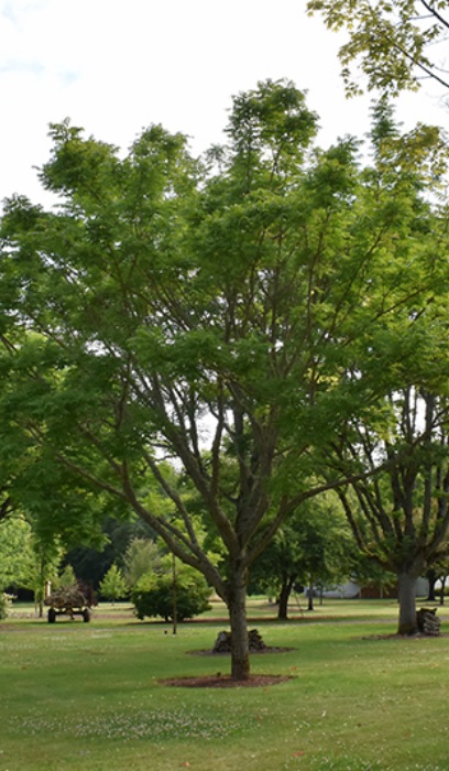 PHELL EYE STOPPER #20 CORK